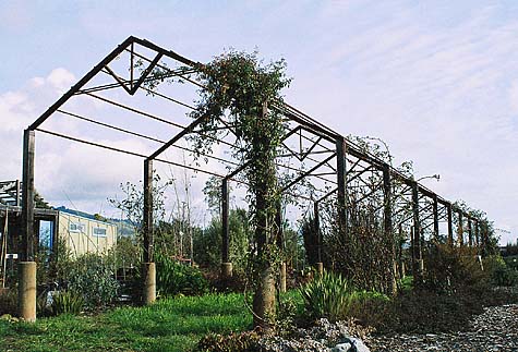 Sierra Azul Rose Arbor