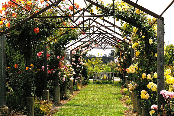 Rose Arbor Blooming