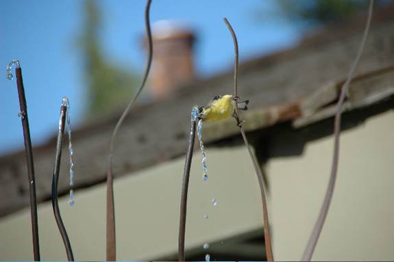 Goldfinch drinking