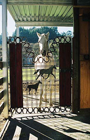 Sally at Stall Door