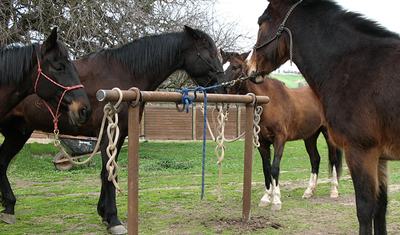 Horses + Mule at Tie Rail