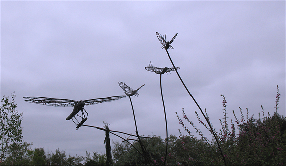 Dragon Fly Chasing May Flies