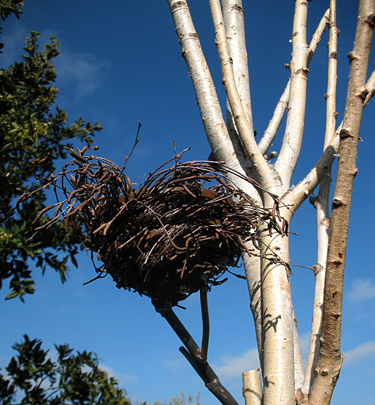 Bird Nest